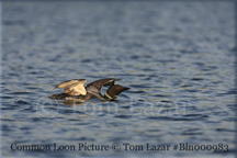 Common Loon Picture Copyright Tom Lazar #Bln000983