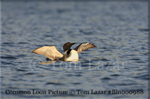 Common Loon Picture Copyright Tom Lazar #Bln000988