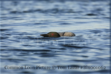 Common Loon Picture Copyright Tom Lazar #Bln001062