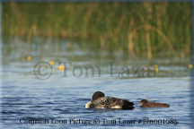 Common Loon Picture Copyright Tom Lazar #Bln001085