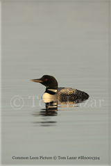 Common Loon Picture Copyright Tom Lazar #Bln001324